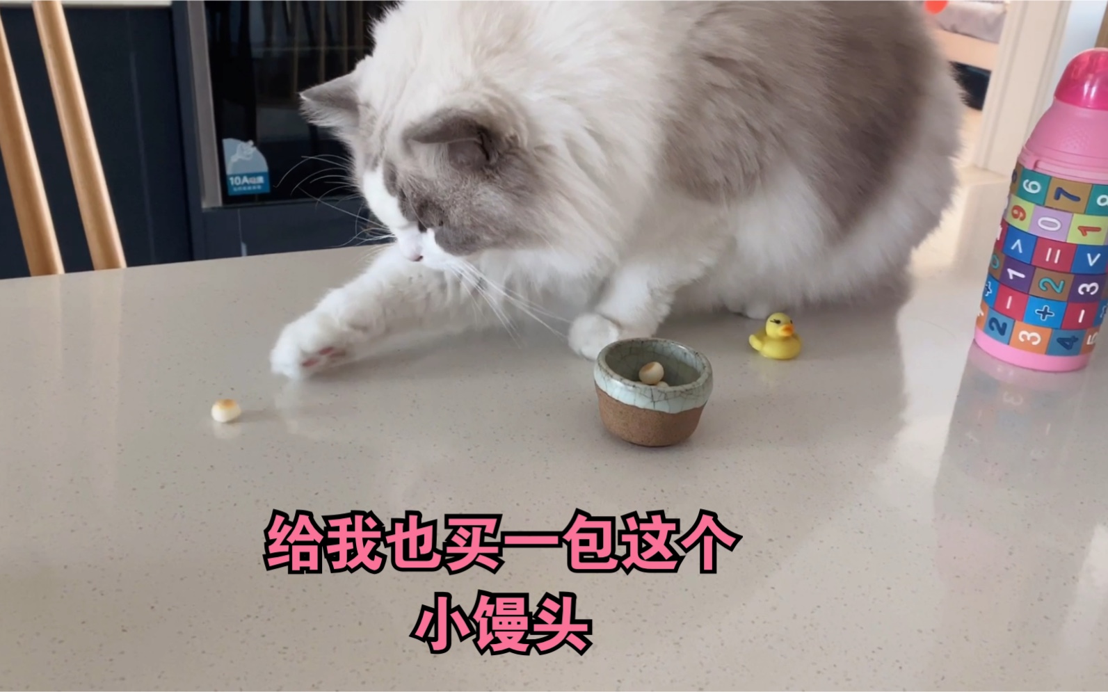 知名网红布偶猫居然偷吃小主人旺仔小馒头谁还不是个宝宝了