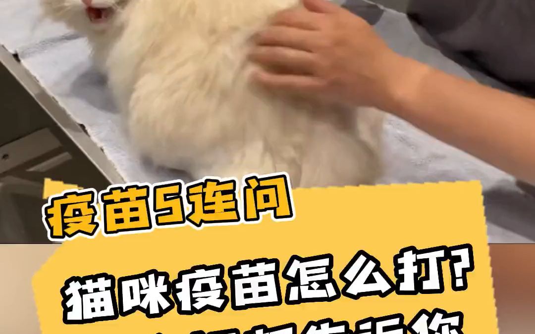 猫咪疫苗怎么打,这个视频告诉你 新手养猫 打疫苗 宠物哔哩哔哩bilibili