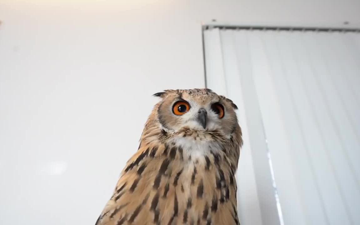 伽卢喜欢玩木木枭