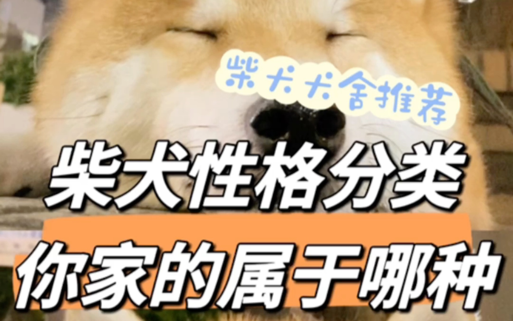 柴犬性格分类你家的属于哪种哔哩哔哩bilibili