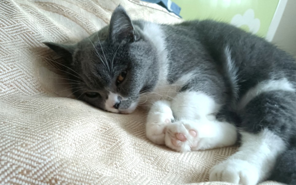 小小黑和小银银的日常