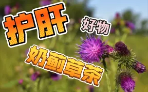 Video herunterladen: 养肝护肝好物推荐-奶蓟草（水飞蓟）茶熬夜党的福音