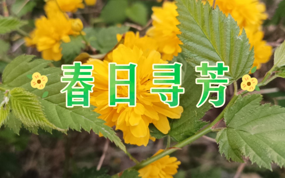 [图]春日寻芳-定格时间，收集春天的小美好