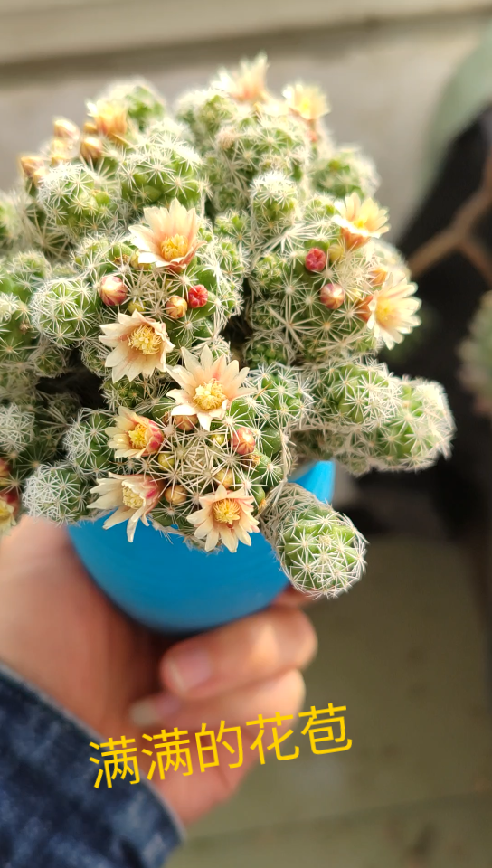 冬天银手指开爆花