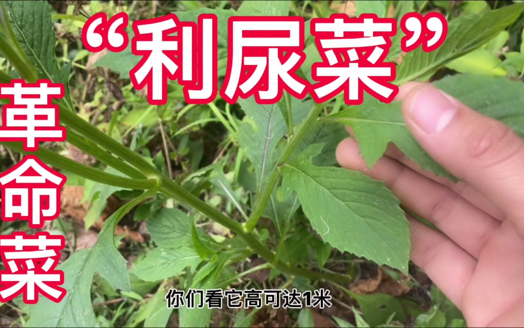 农村常见植物野茼蒿也叫“革命菜”,是富含多种维生素的养生野菜哔哩哔哩bilibili