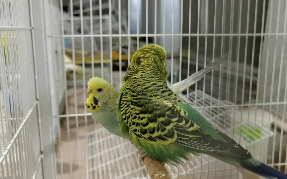 两只鹦鹉开始踩背繁殖,它们的浪漫爱情源于一见钟情_哔哩哔哩_bili