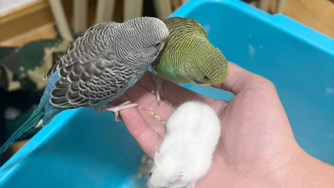 过年时的老仓鼠和虎皮鹦鹉