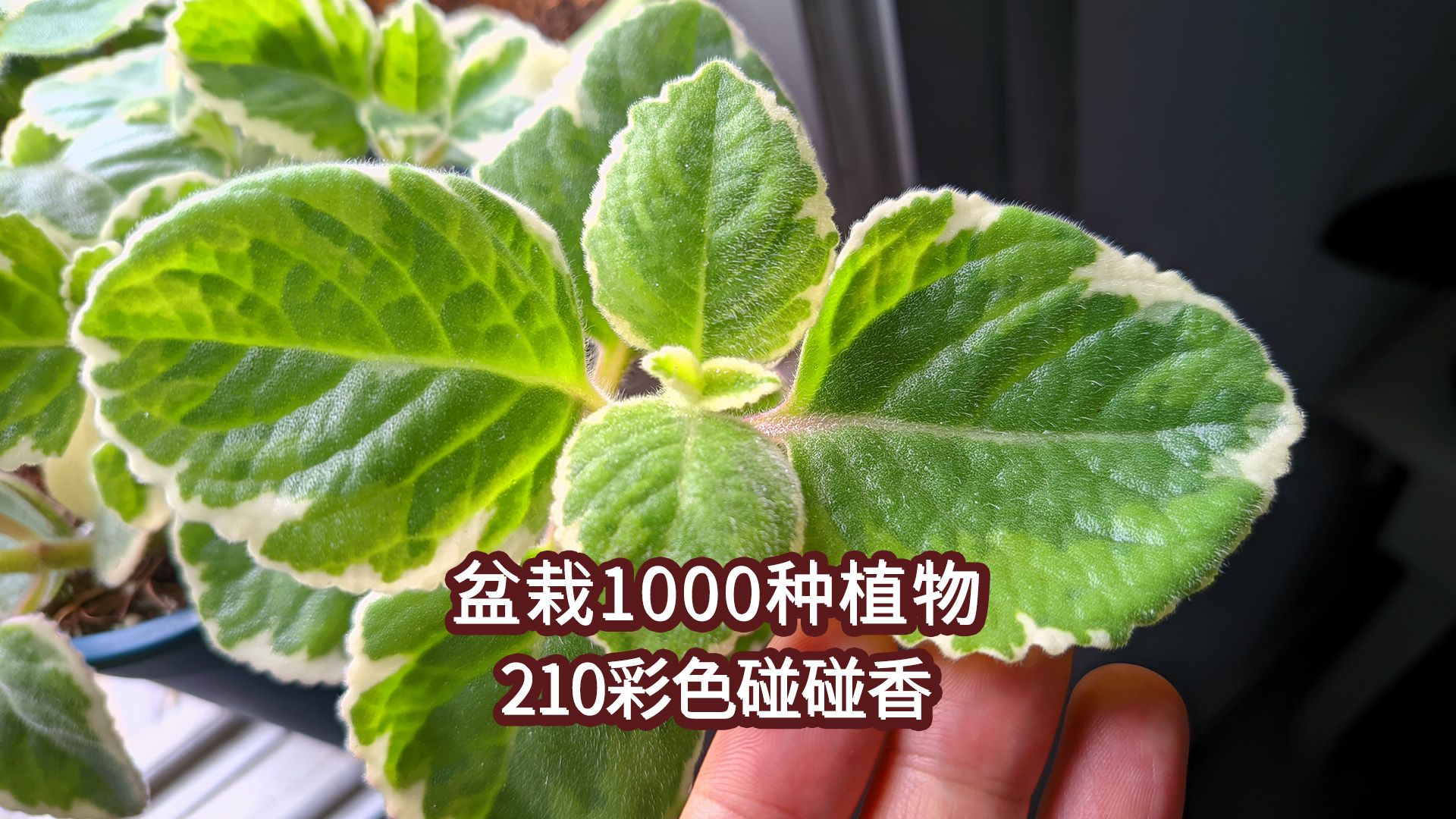 盆栽1000种植物