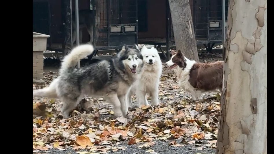 都想看看我在狗场和狗子生活的一天,今天就安排-豫西小丁-豫西小丁-哔哩哔哩视频
