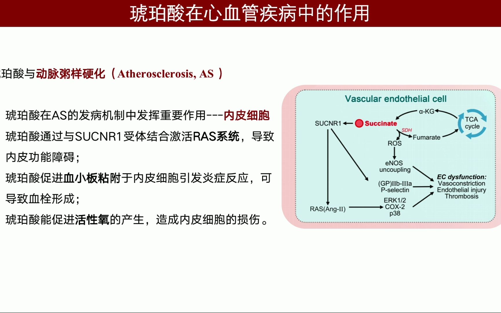 iMeta | 北京协和医学院阜外医院、北京大学基础医学院团队综述琥珀酸的多效性:肠道菌群与心血管疾病的相互作用哔哩哔哩bilibili