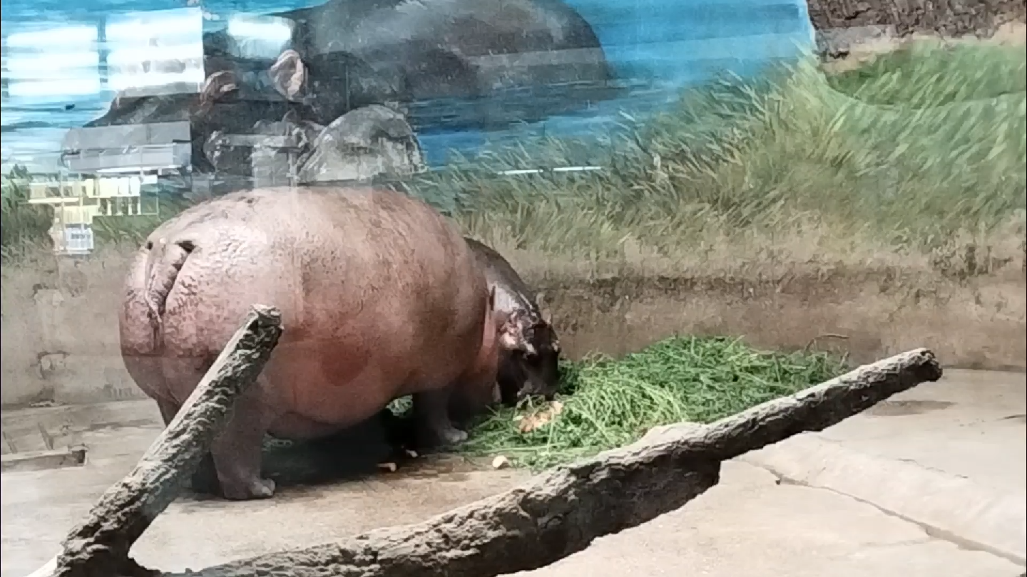 夏天到北京动物园,看小河马吃的真香