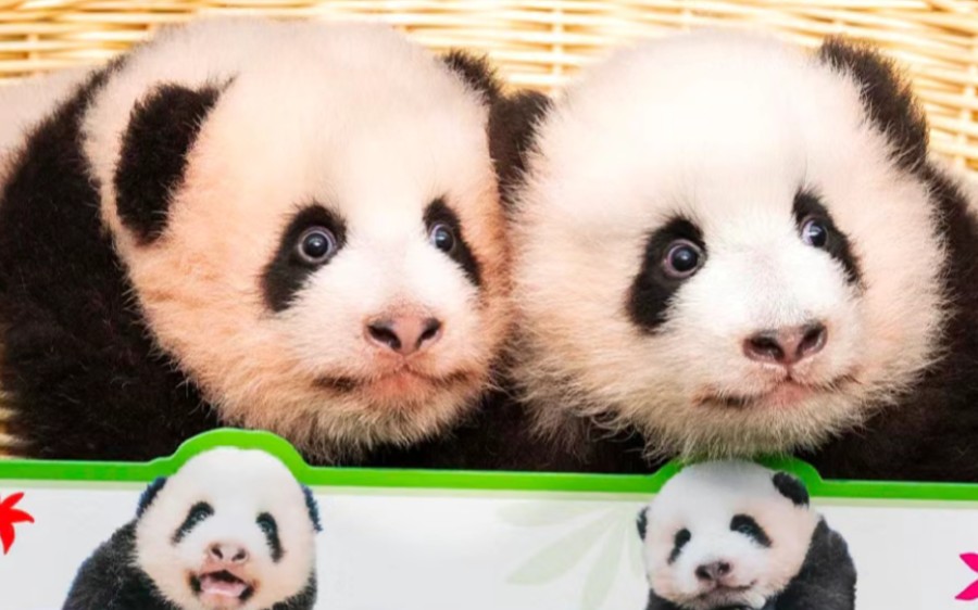 宝家族的新成员们也太太太可爱啦吧!【睿宝辉宝】