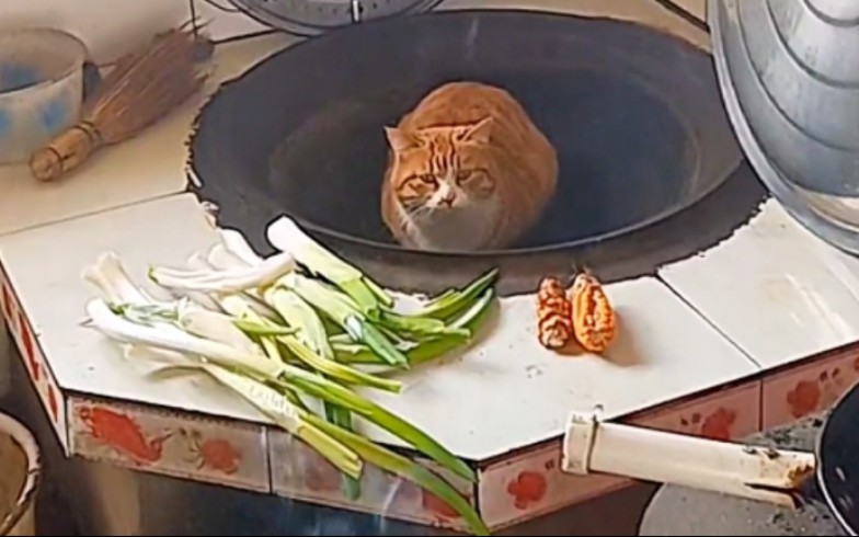 笨蛋猫咪搞笑日常,让你笑到腹肌疼!