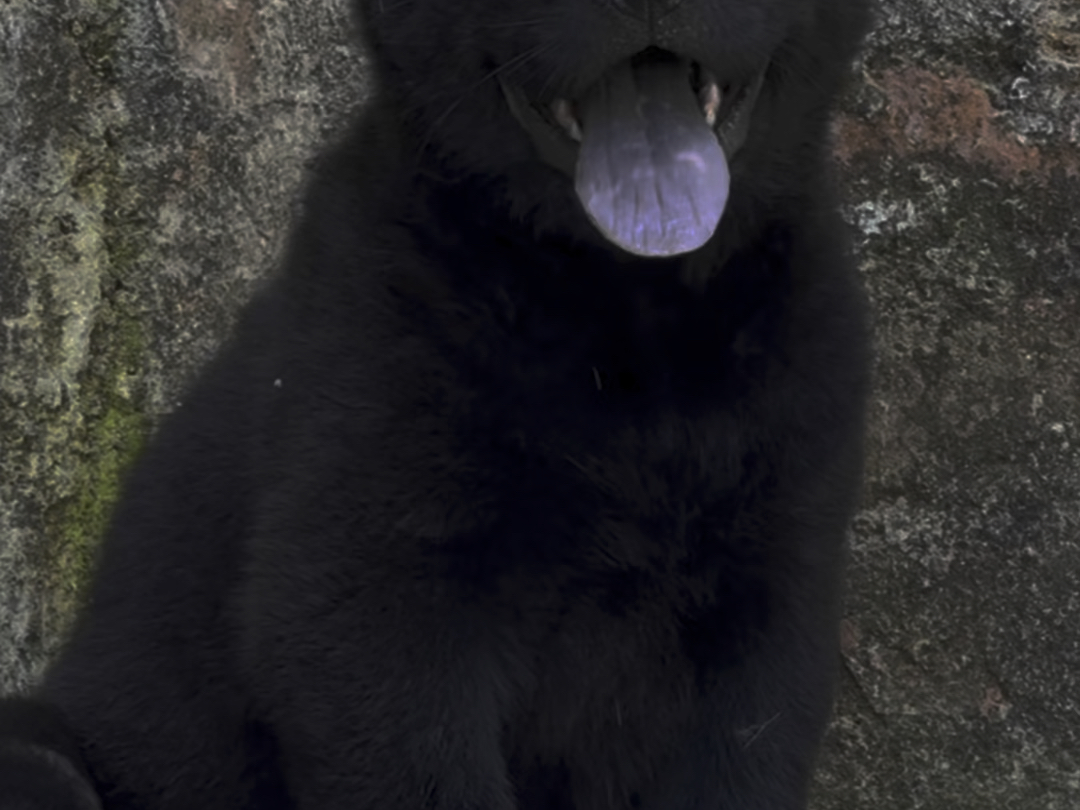 你觉得哪个更好看#中华田园犬 #五黑犬 #广西土猎犬 #黑狗