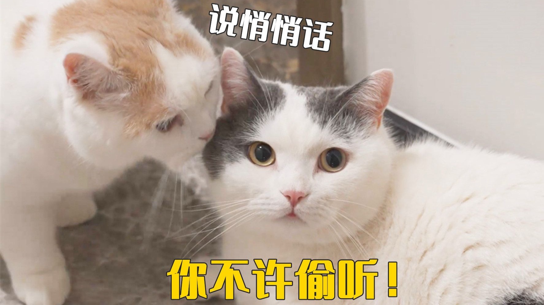 多猫家庭和独生家庭的猫会有什么区别?-萌猫宝哥哥-萌猫宝哥哥-哔哩哔哩视频
