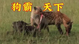 狗霸天下