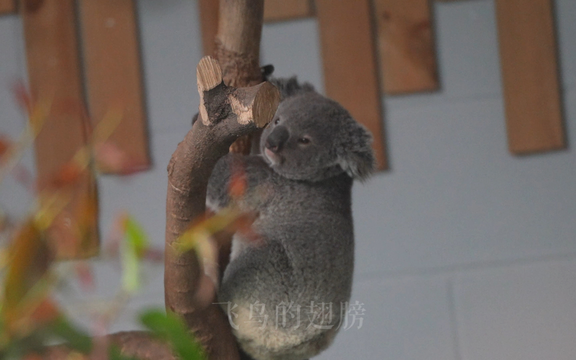 采摘小考拉～青柑