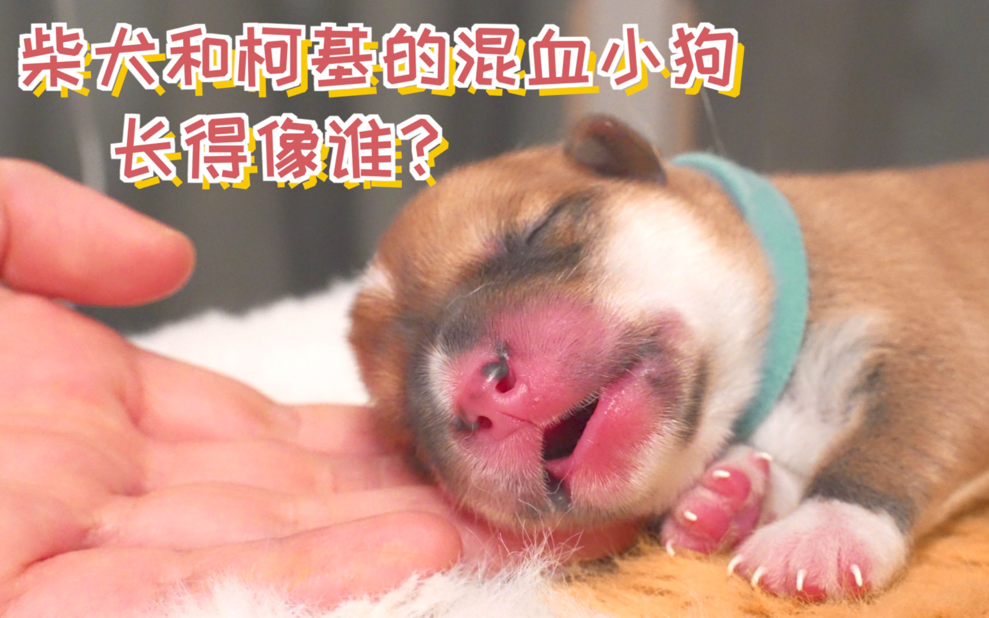 看看柴犬和柯基的混血小狗,长的像谁?哔哩哔哩bilibili