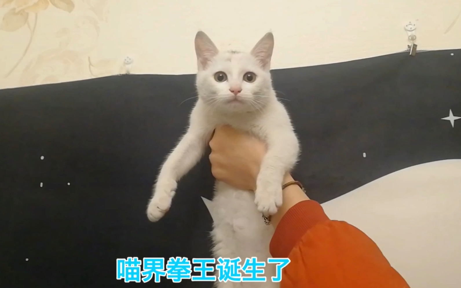 【流浪猫来我家】流浪小奶猫来我家的第八天,两个多月的小猫咪竟然能撂倒一只大橘猫?喵界小拳王诞生了!哔哩哔哩bilibili