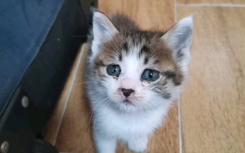 第一次捡猫,如果体检驱虫疫苗绝育都这么费钱,以后真的遇到也不敢捡了,怎样能学到省钱的方法呢?如果学会,我会继续救助流浪猫的.不求投币,只求...