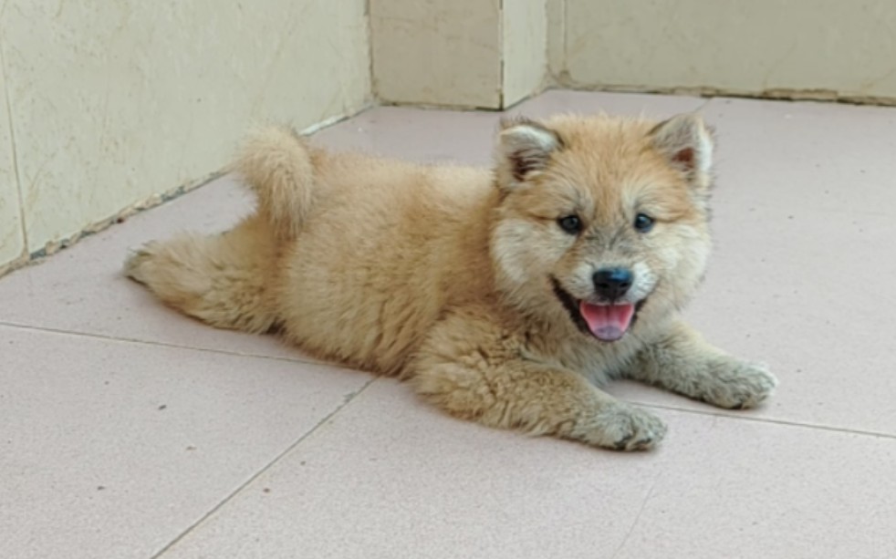 今早赶集淘到一只胖狐狸,黄狗白面白底土松犬.迟点发布完整淘狗视频.