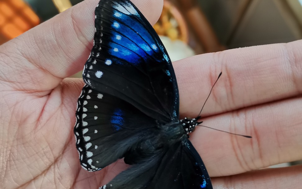 一只拟雄型的幻紫斑蛱蝶雌蝶