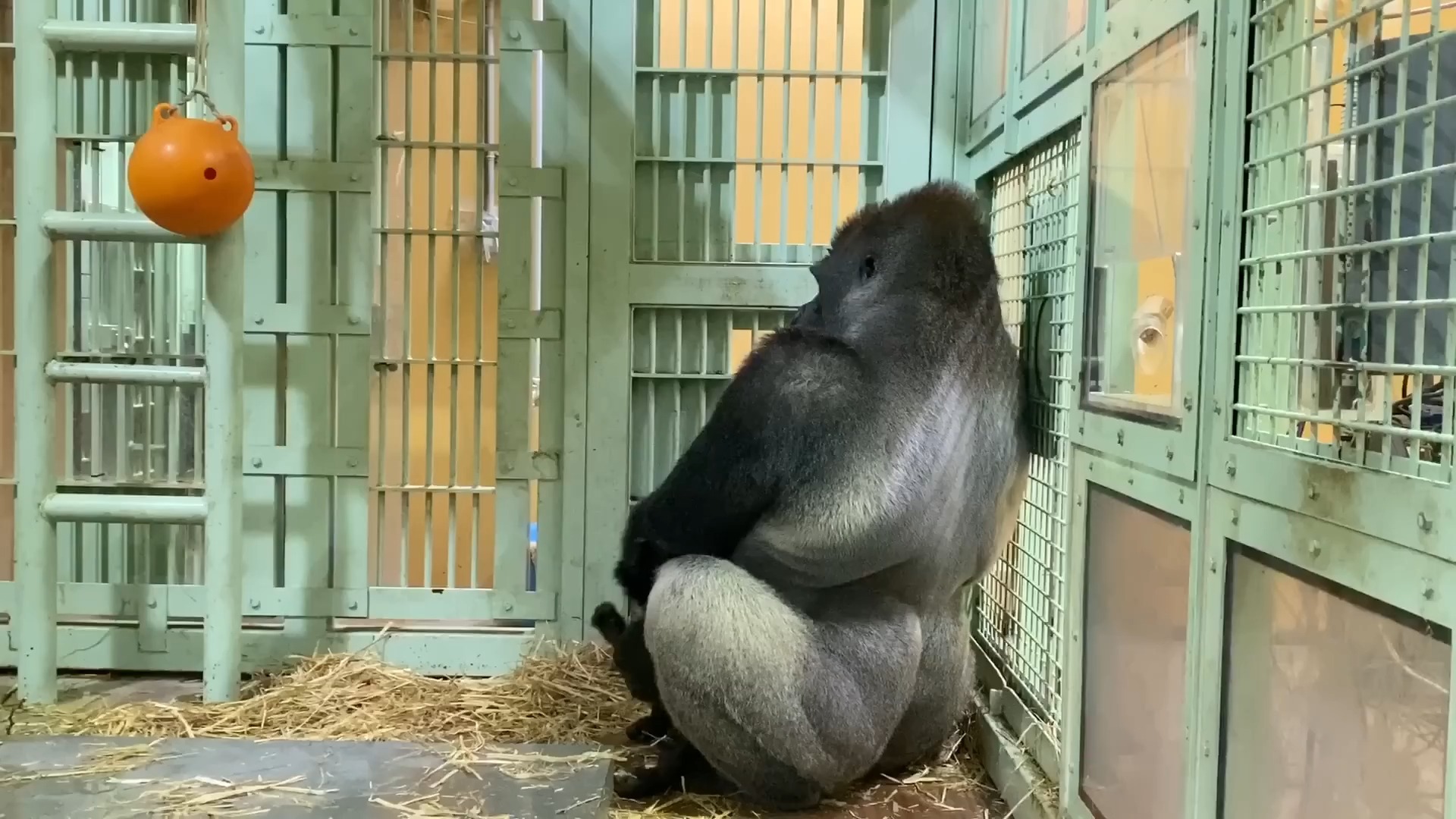 银背大猩猩很想融入儿子们的游戏中【京都市动物园】