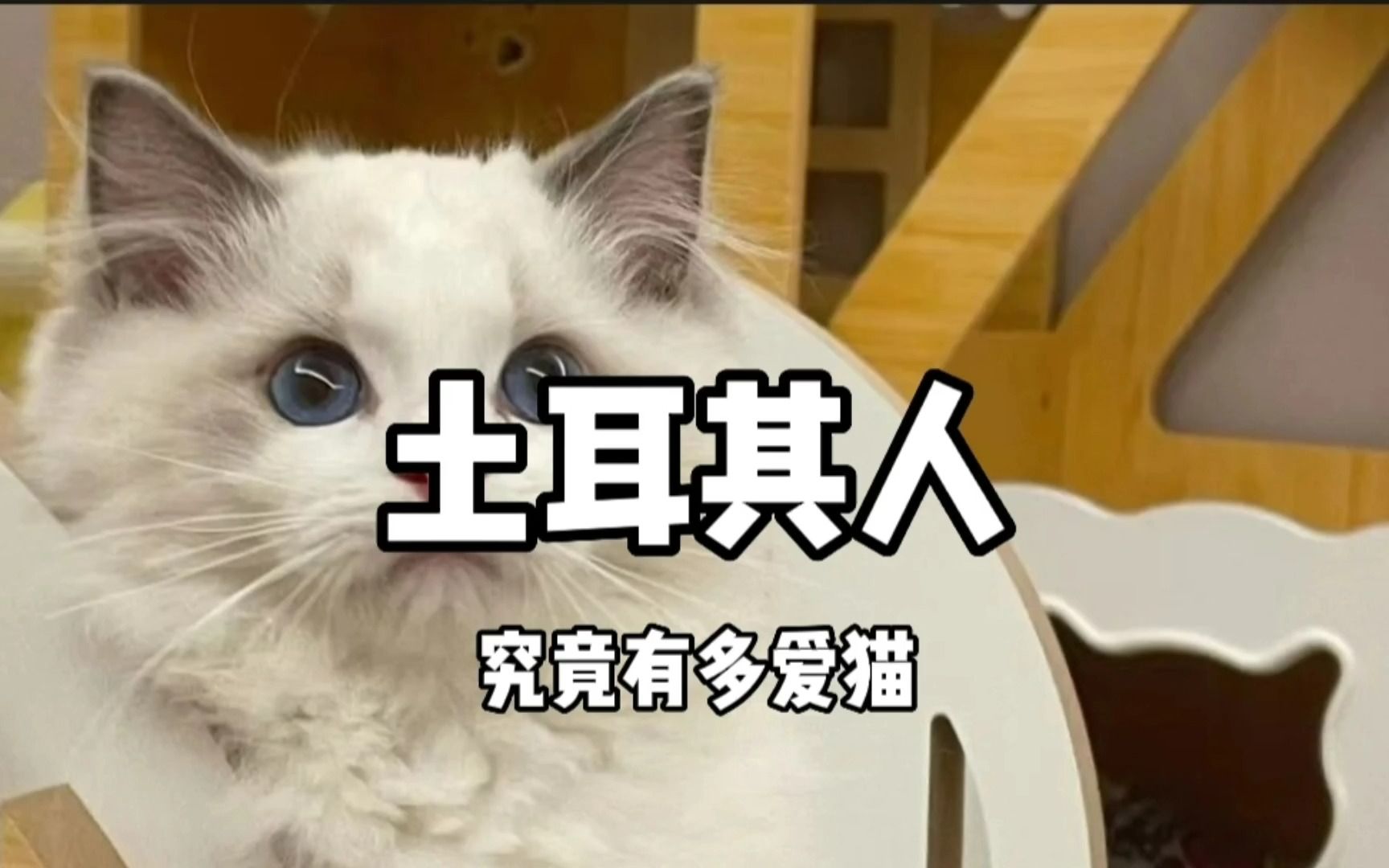 论爱猫狂人我只服土耳其人,土耳其人爱猫的程度你绝对想象不到!哔哩哔哩bilibili