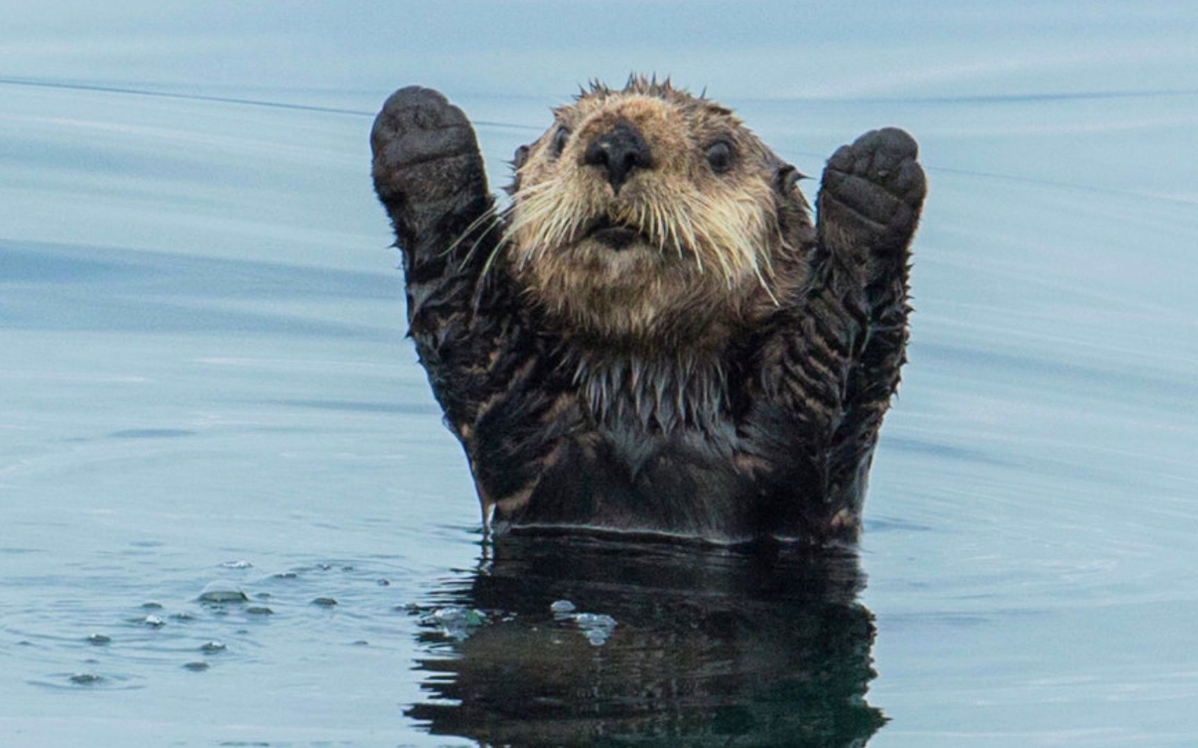 可爱到犯规的海獭们,砸坏豪华游艇后怕赔钱,使劲卖萌求原谅