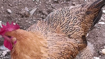 活动作品这花纹你爱了吗咕咕鸡真好看