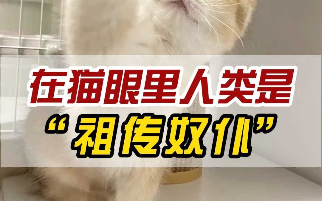 铲屎官在猫眼里是什么样子的?哔哩哔哩bilibili