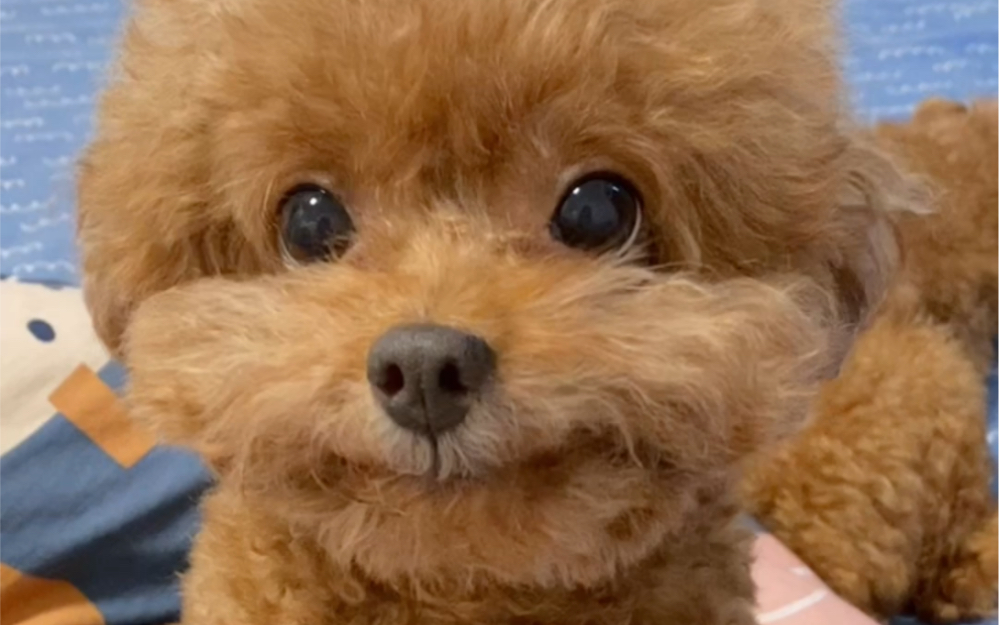 我们嘴角就没下来过-全网最爱笑泰迪