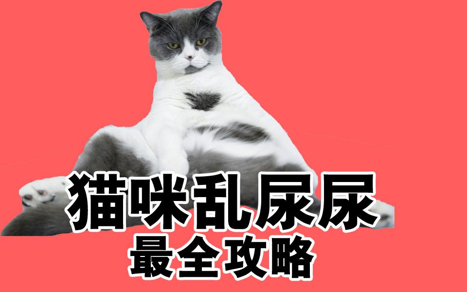 猫咪乱尿尿怎么办?罪魁祸首全部在这,7个办法搞定【猫奴怎么办】哔哩哔哩bilibili