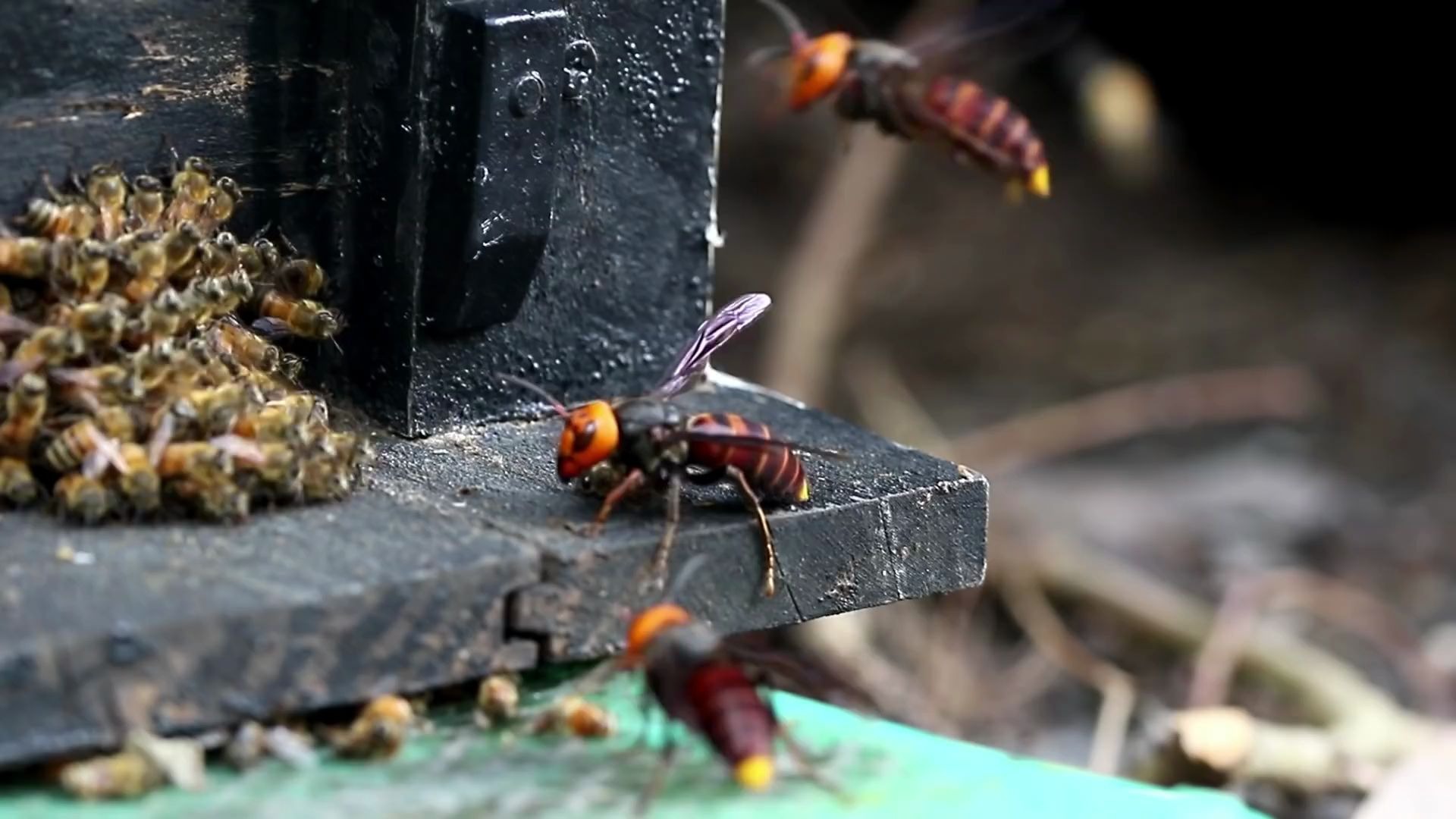 大黄蜂捕食蜜蜂4