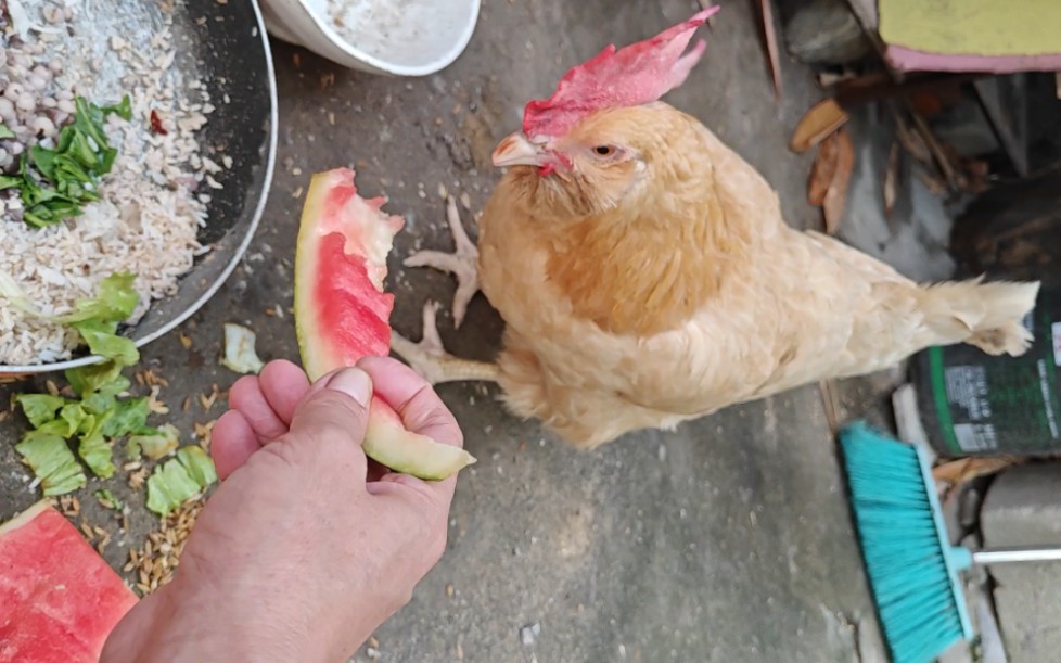 小胡须母鸡吃西瓜