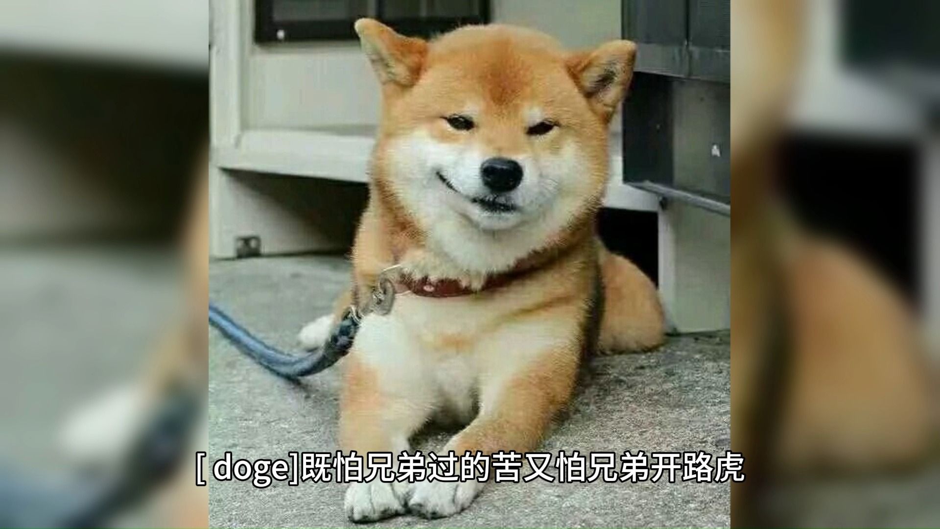 1月10日 (8)#既怕兄弟过的苦又怕兄弟开路虎