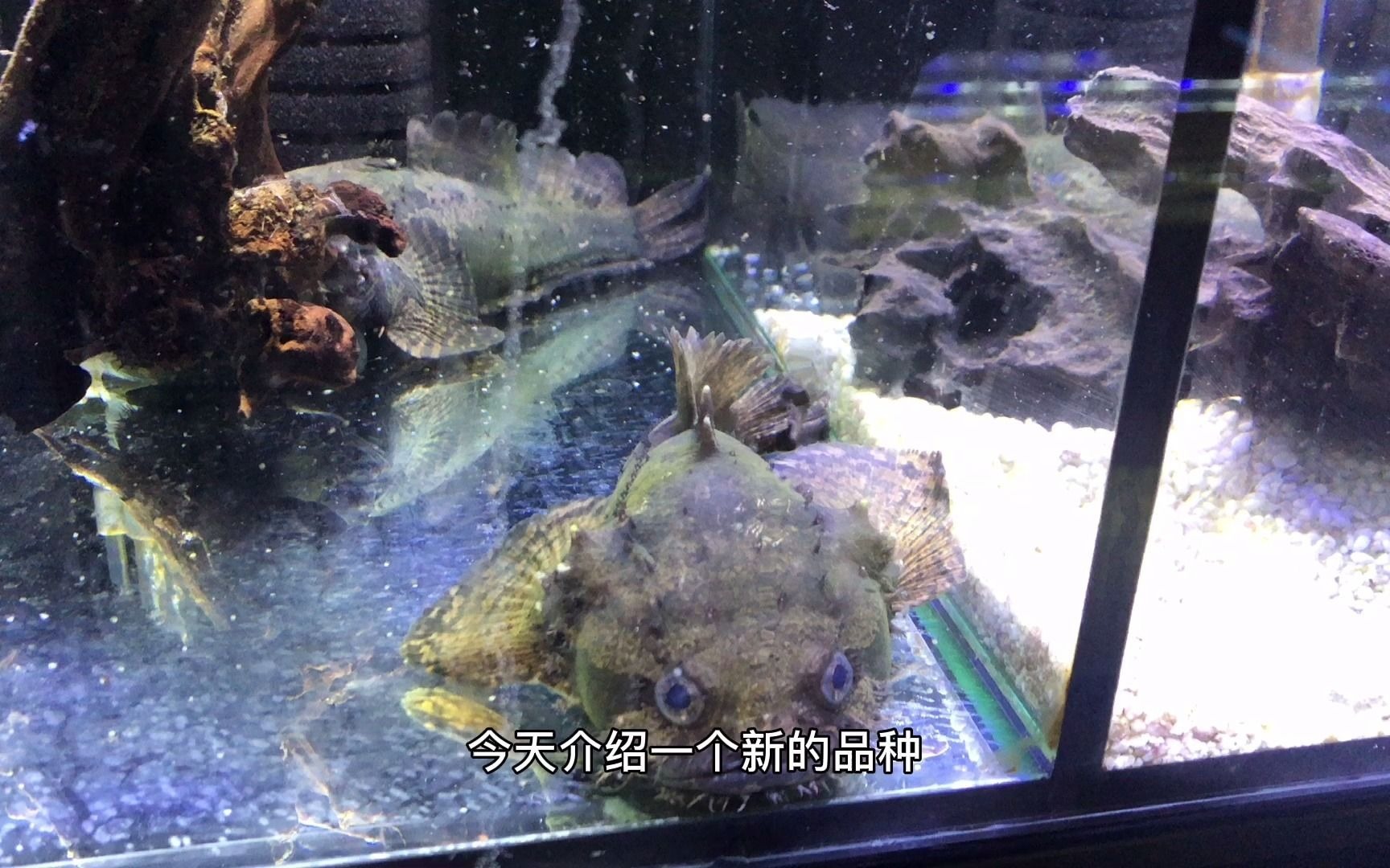 活动作品三棘拟蟾鱼买这个鱼送灯科类鱼