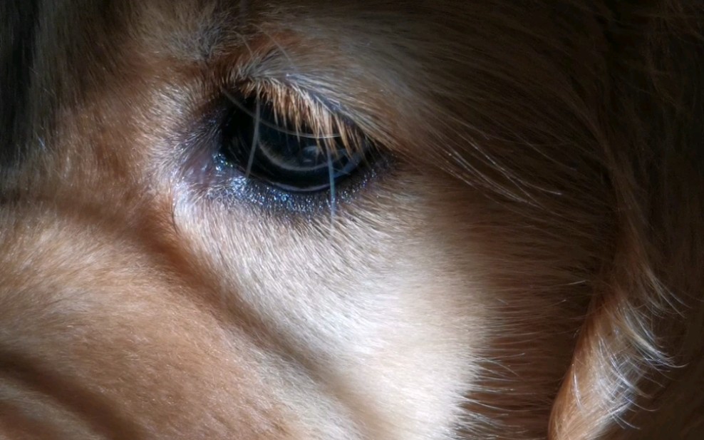 【金毛】小眼镜短睫毛,是你最美的记号(6107070707_61