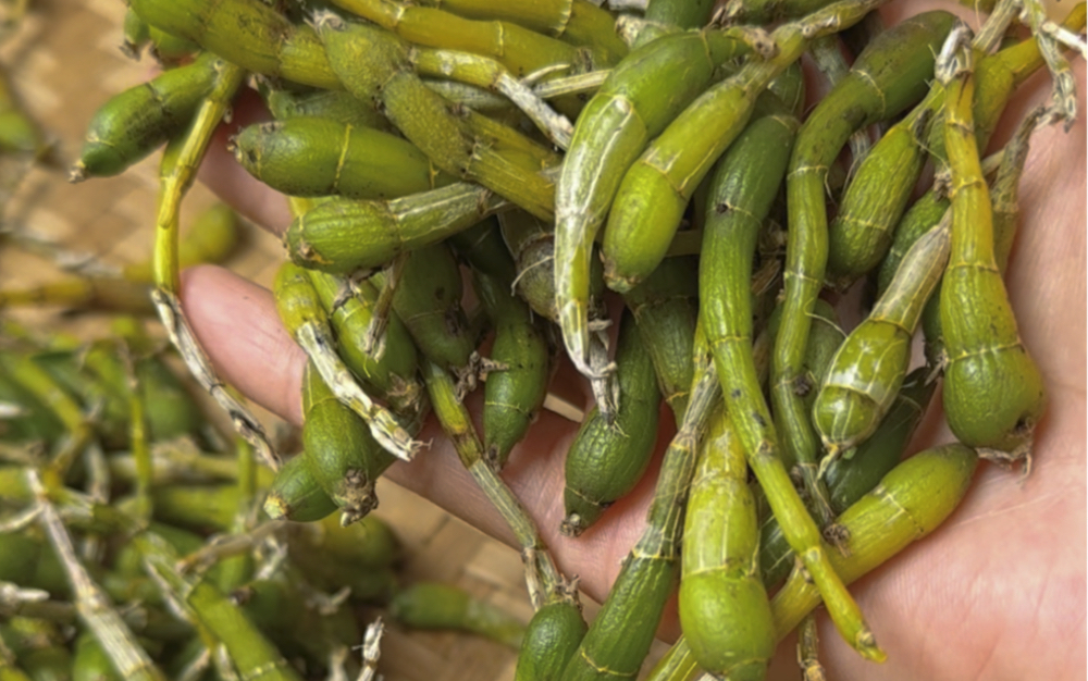 吃石斛不能一味的图便宜,因为大家吃石斛是冲着效果去的,没有效果再