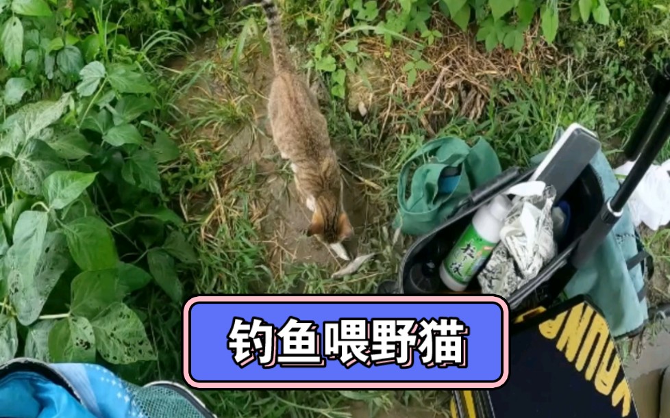 [图]钓鱼喂猫差点打龟，何时才能撸到小猫