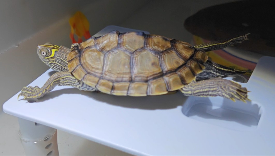 我家的地图龟乖吗