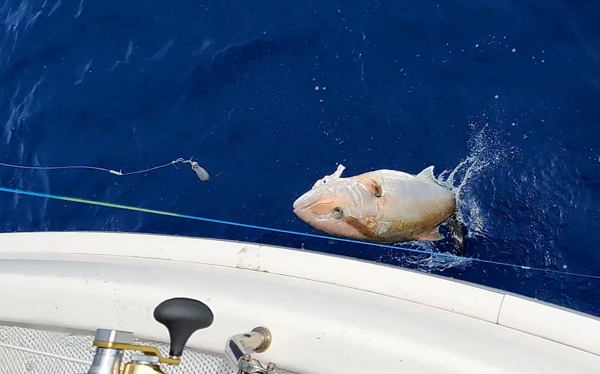 【深海船钓】搭 钩 起 鱼 错 误 示 范