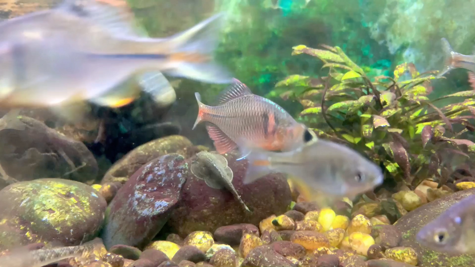 原生溪流缸 野采的虾虎和鳑鲏