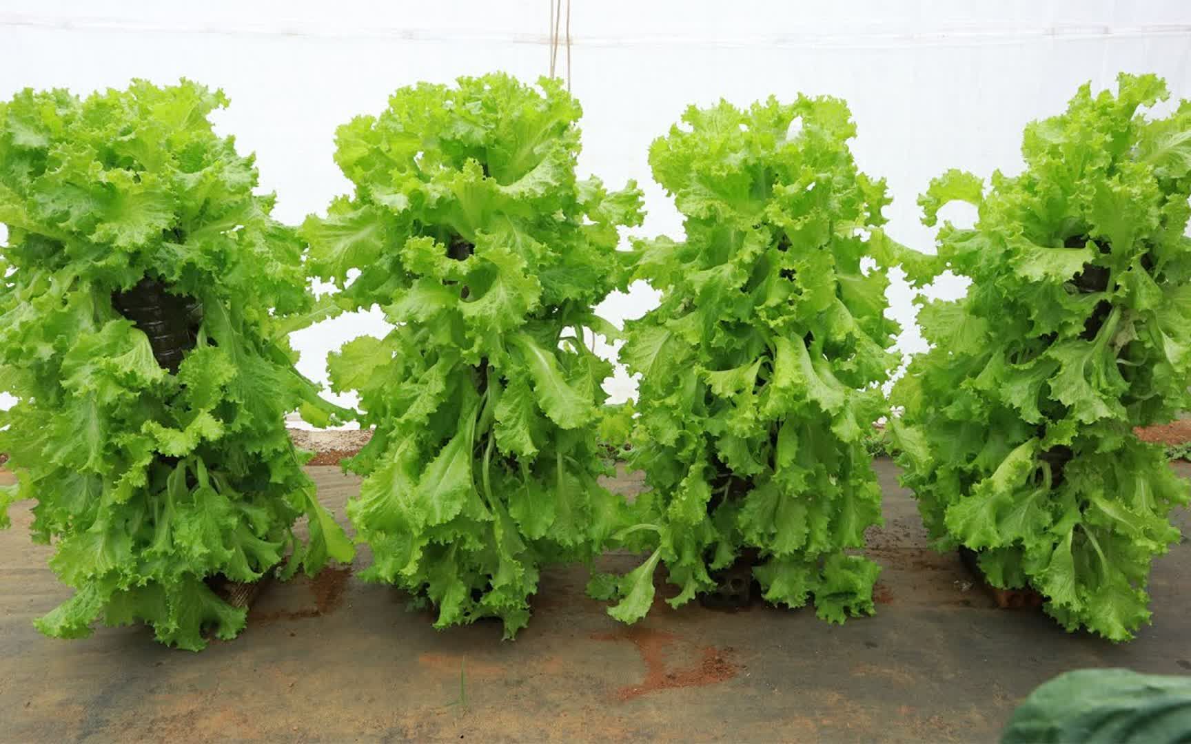 脑洞大开,把生菜种植出圣诞树的样子,又能吃又好看