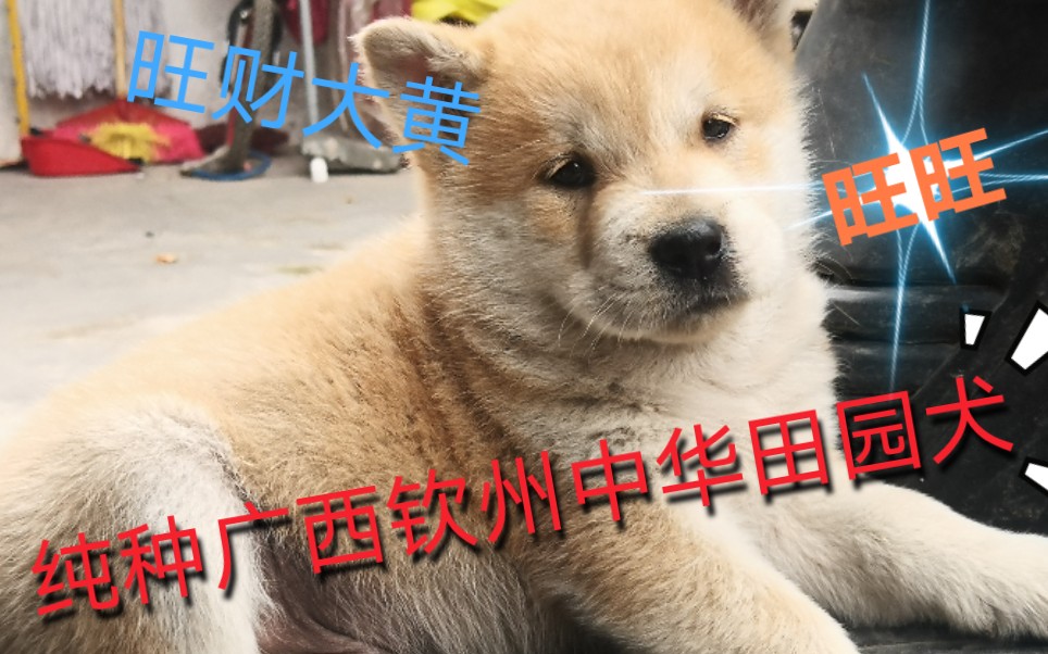 【中华田园犬】纯种的中华原生态中华田园犬广西钦州田园犬 藏在十万大山深处的纯种中华田园犬哔哩哔哩bilibili