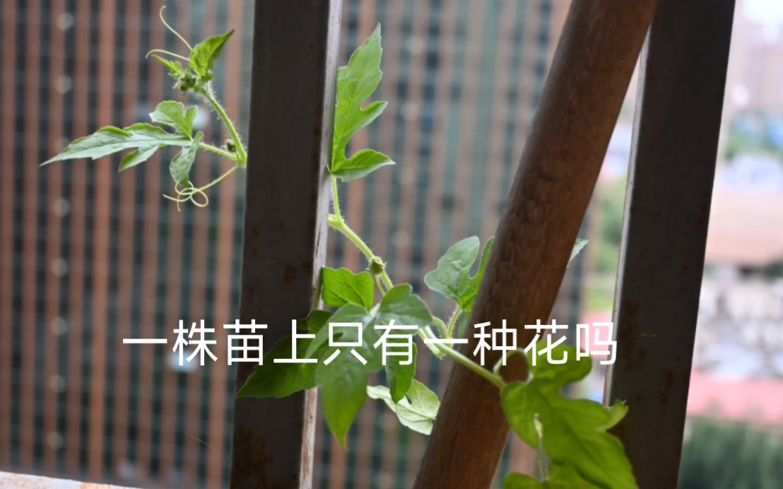 不懂就问,为什么西瓜苗一株开花十几朵,朵朵是雄花