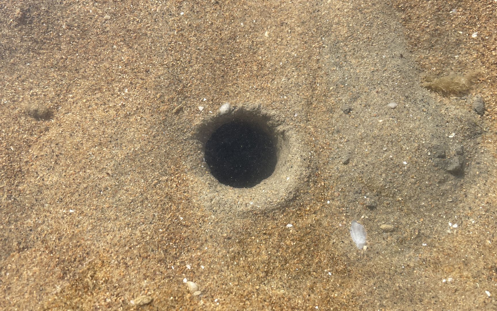 大齐退潮赶海,发现沙滩上这样的小洞,居然住着大长腿八爪鱼