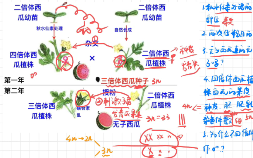 多倍体育种难点~果实的发育及无子西瓜、无子番茄的培育哔哩哔哩bilibili