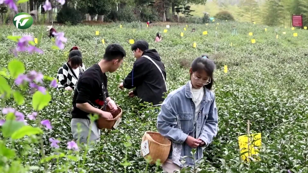 黄山毛峰全面进入采摘季 茶主题研学游火爆哔哩哔哩bilibili