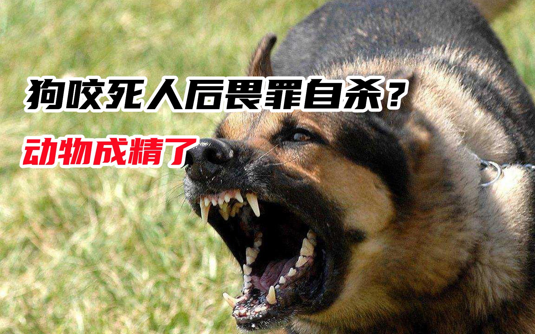 狗咬死人后畏罪自杀这年头动物也成精主人的责任逃不了